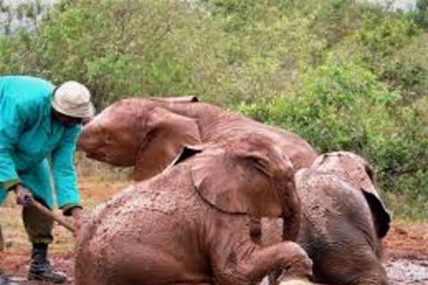 Nairobi : Visite privée du David Sheldrick Wildlife Trust