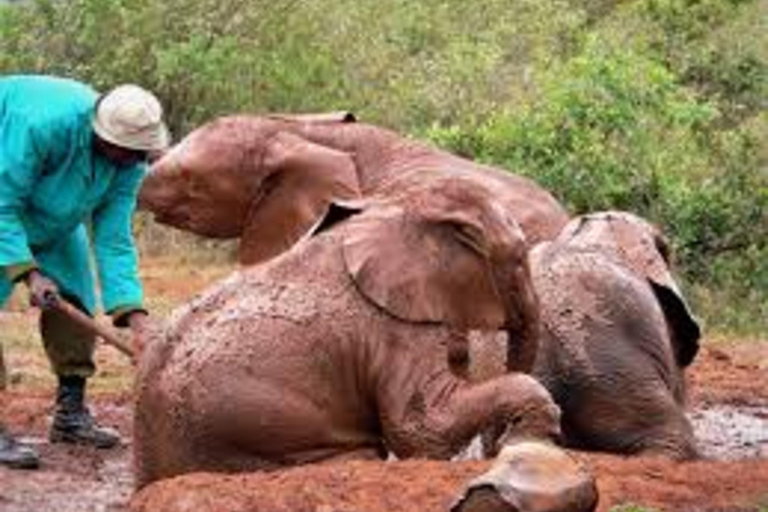 Nairobi : Visite privée du David Sheldrick Wildlife Trust