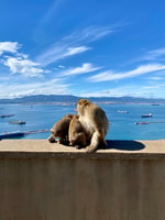 Desde Málaga, viaje de un día a Gibraltar - Housity