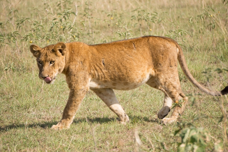 Safari de 18 días Explorando Uganda