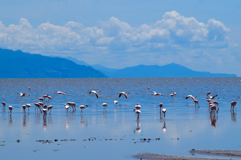 Arusha: Lake Natron Day Trip (Lake Walk &amp; Waterfall Hike)