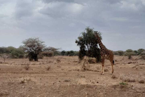 Overnight Amboseli Safari From Nairobi