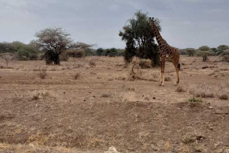 Overnight Amboseli Safari From Nairobi