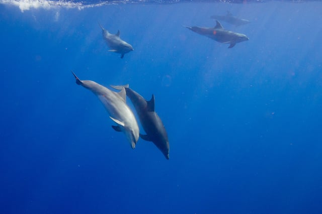 Waianae, Oahu: Nuota con i delfini (Tour in barca semiprivato)