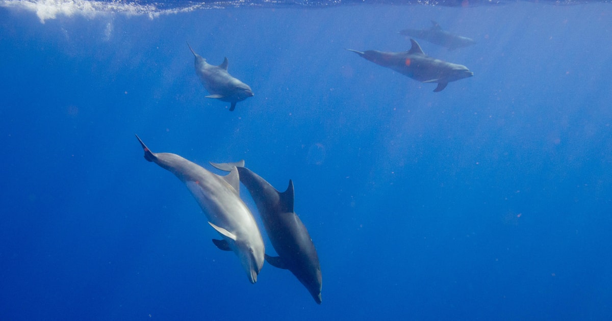 Waianae, Oahu Swim with Dolphins (SemiPrivate Boat Tour) GetYourGuide