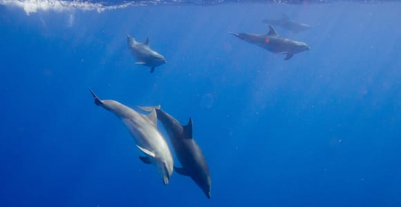 Waianae, Oahu: Swim with Dolphins (Semi-Private Boat Tour)