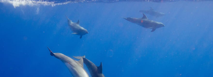 Waianae, Oahu : Nager avec les dauphins (tour en bateau semi-privé)