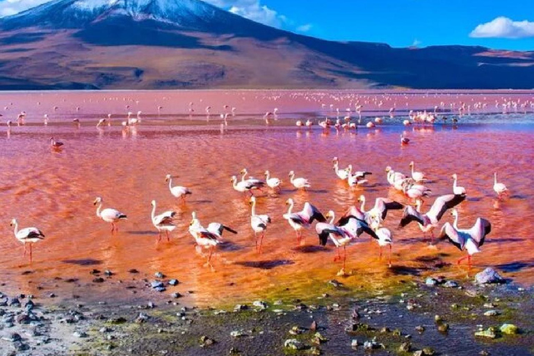 Circuit classique des plaines salées d'Uyuni 2 nuits et 3 jours