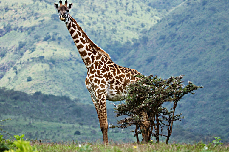 Serengeti to Ngorongoro: Intimate 3-Day Safari Serengeti to Crater: 3-Day Private Story of Timeless Africa