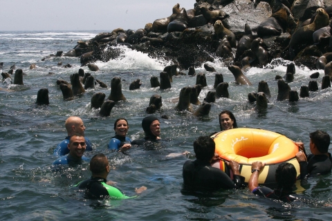 Palomino Islands Yacht Tour und schwimme neben den Seelöwen