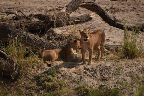 Safari conveniente nel nord della Tanzania Big Five