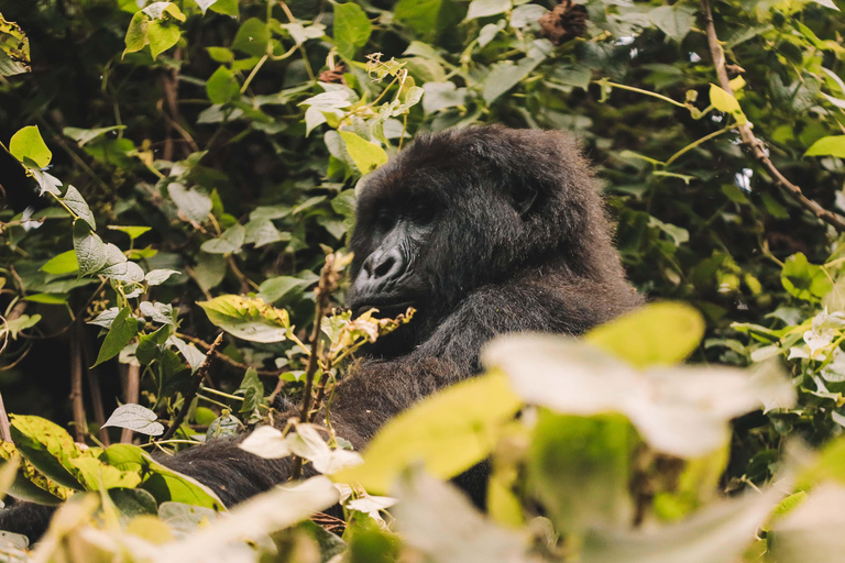 Rwanda Gorilla Trekking SAfaris