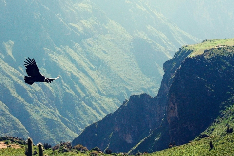 Arequipa : Visite d'une jounée du Canyon de Colca avec transfert à Puno