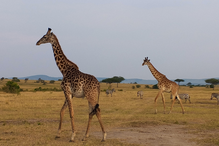 Nairobi: Viagem de 1 dia ao Parque Nacional de Amboseli com safari