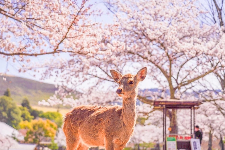 Osaka: Nara, Todaiji, Matcha ervaring en hete bronnen tour