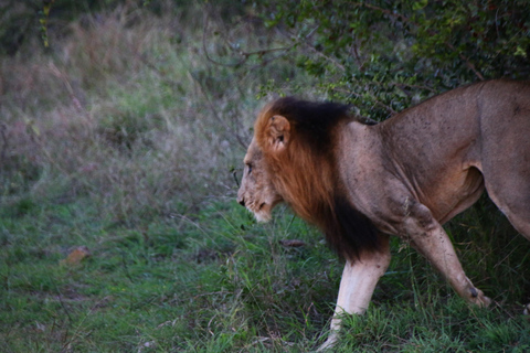 Kruger nationaal park privétour