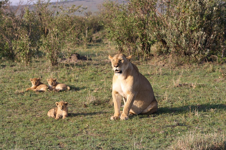 Safari de luxe de 4 jours au Masai Mara et au lac Nakuru