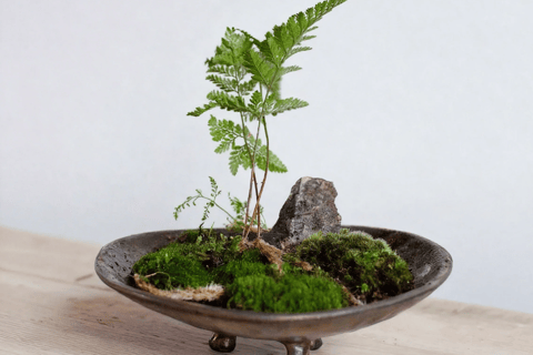 Guangzhou: Mini Landscape Bonsai Making Experience