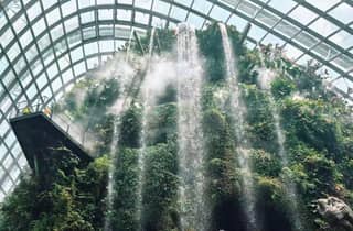 Singapur: Tickets für Flower Dome + Nebelwald