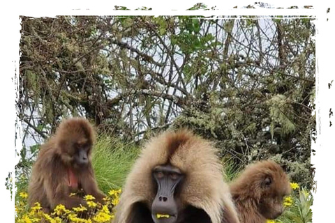 Z Gondaru: 4-dniowa wycieczka trekkingowa w góry Simien