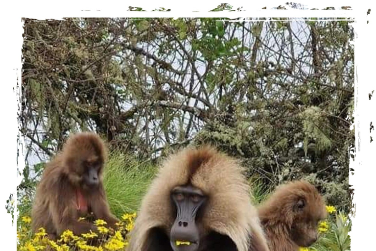 Z Gondaru: 4-dniowa wycieczka trekkingowa w góry Simien