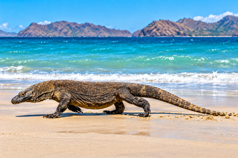 3-Day Komodo National Park Cruise with NK Superior Phinisi Sharing Cabin, Single Bed, Ocean View