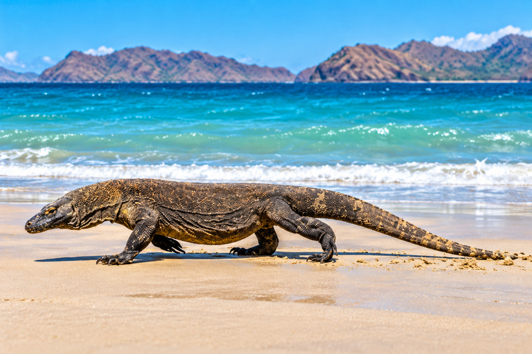3-Day Komodo National Park Cruise with NK Superior Phinisi Sharing Cabin, Single Bed, Ocean View