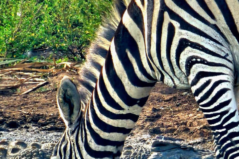 Nairobi: Sunrise Safari with Bush Breakfast At NNP