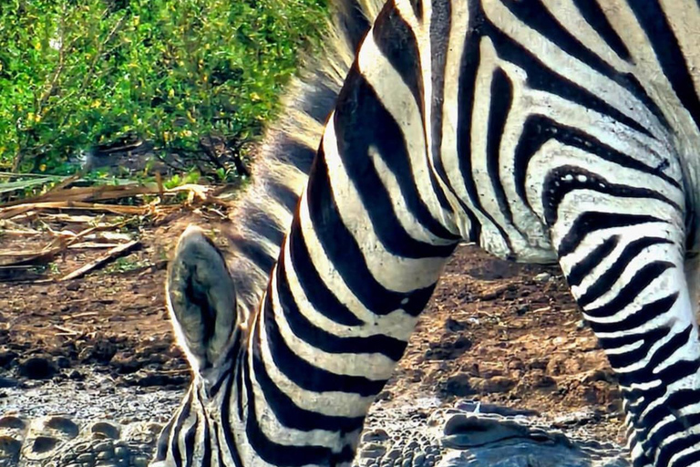 Nairobi: Sunrise Safari with Bush Breakfast At NNP