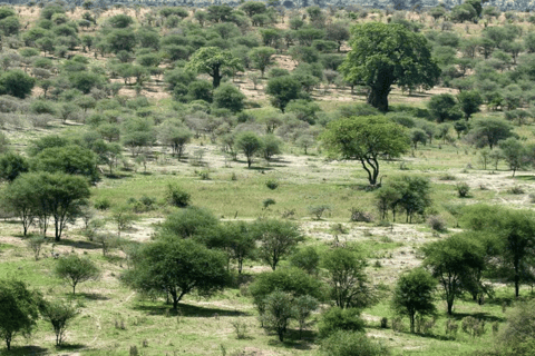 Arusha : expérience culturelle et safari masaï de 5 joursArusha : expérience culturelle masaï et safari de 5 jours