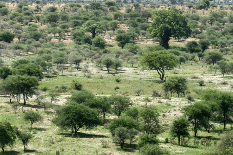 Arusha : expérience culturelle et safari masaï de 5 joursArusha : expérience culturelle masaï et safari de 5 jours