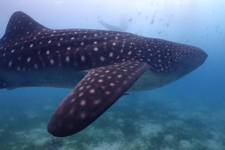 Cebú: Excursión privada al tiburón ballena y la cascada misteriosaExcursión de snorkel con tiburón ballena y cascada misteriosa