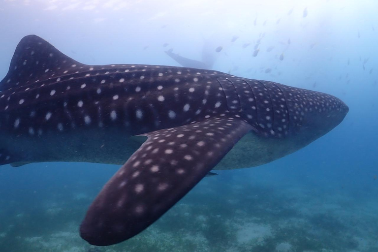 Cebu : visite privée du requin-baleine et de la cascade mystérieusePlongée avec masque et tuba avec le requin-baleine et visite des chutes d'eau mystérieuses