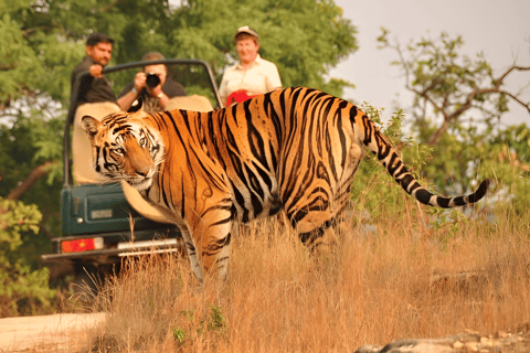 6-Day Golden Triangle & Ranthambore Tiger Safari from Delhi Tour with 4-Star Accommodation