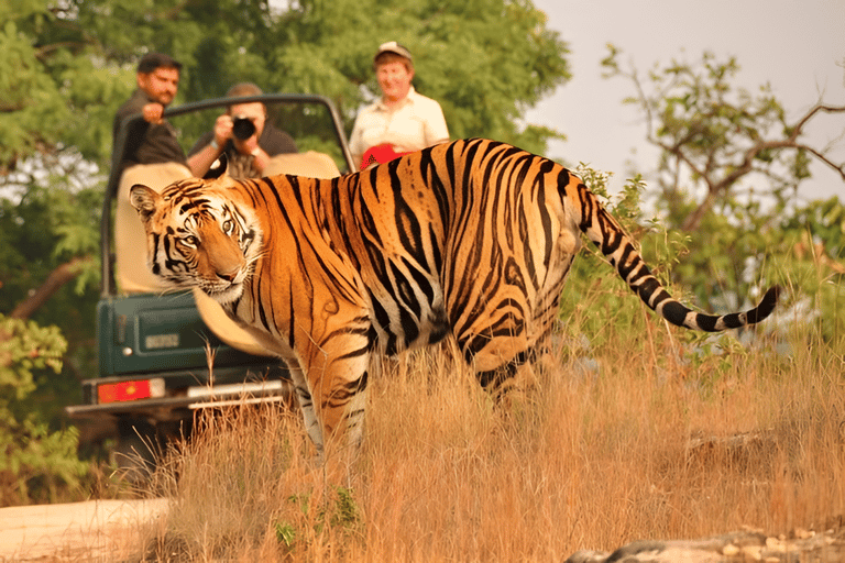 6-Day Golden Triangle & Ranthambore Tiger Safari from Delhi Tour with 4-Star Accommodation