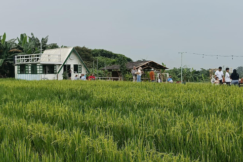 Jakarta Bogor Botanisk trädgård, risterrass och vattenfall