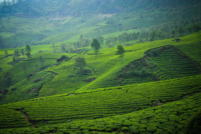 From Kochi: Munnar Hill Station Day Trip