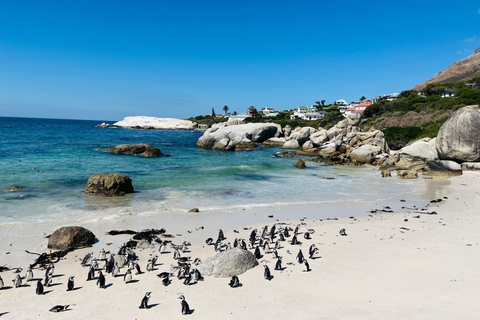 Cape of Good Hope & African Penguins Small Group Tour