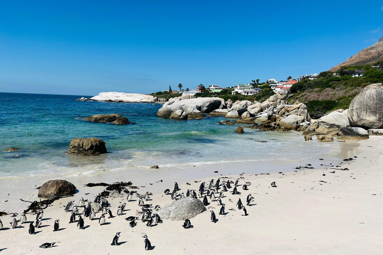 Cape of Good Hope & African Penguins Small Group Tour