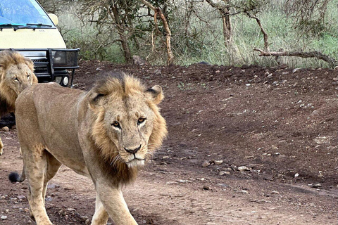 Nairobi National Park, Elephant Orphanage and Giraffe Centre Nairobi National Park, Baby Elephant and Giraffe Centre