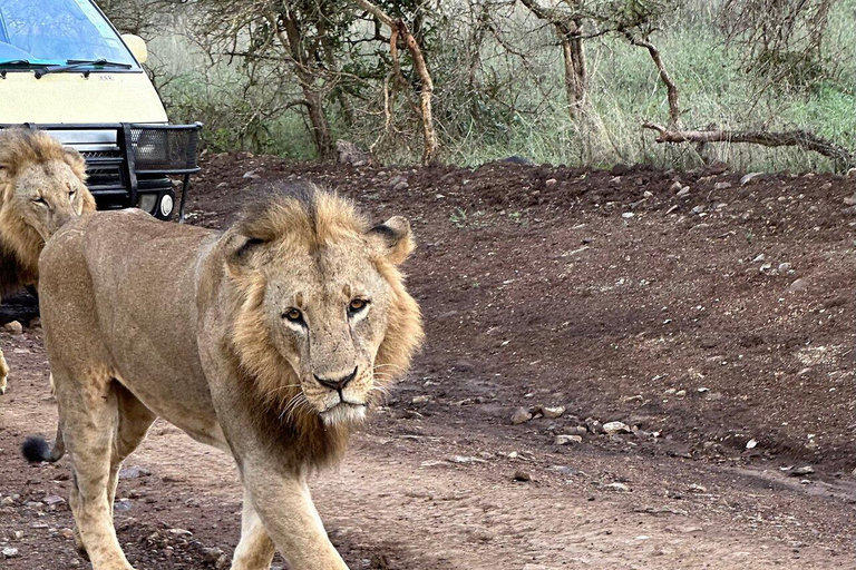 Nairobi National Park, Elephant Orphanage and Giraffe Centre Nairobi National Park, Baby Elephant and Giraffe Centre