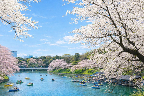 Tokyo Cherry Blossom Day Tour: Asakusa,Chidorigafuchi & Ueno 【Standard】English Guided Sightseeing Tour