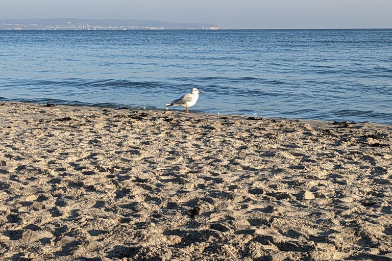Binz: Guided tour with sea buckthorn juice
