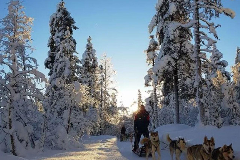 Rovaniemi: Small-Group Self-Drive Husky Experience