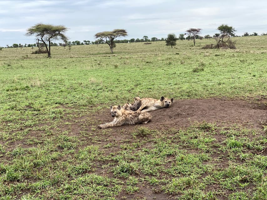 3 Days Serengeti Ngorongoro Group Joining Safari Getyourguide