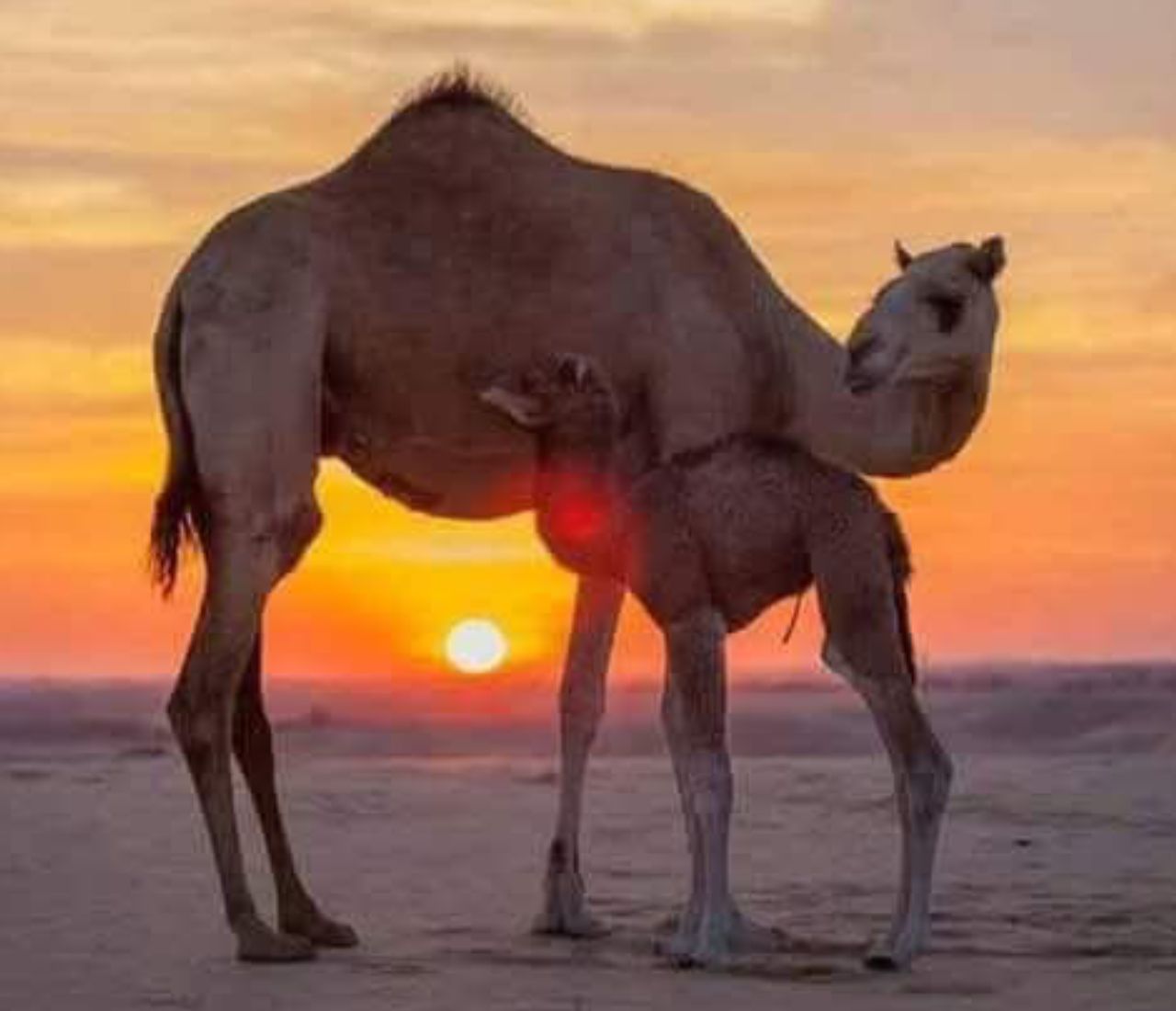 Ab Djerba: Douz, Star-Wars-Drehorte in Matmata und traditioneller Markt