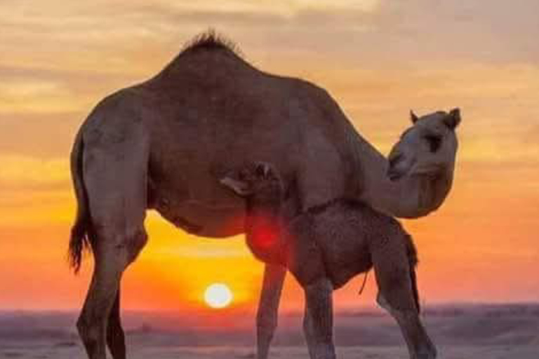 From Djerba: Douz, Matmata Star Wars Sites & local market
