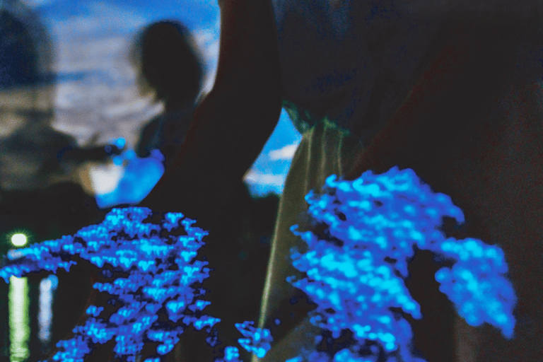 From Osaka: Awaji Island Magical Blue Sea Firefly Night Tour From Namba