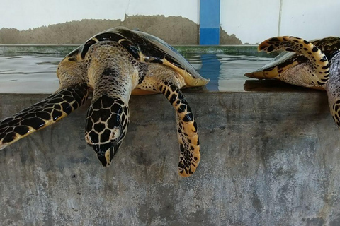 Sri Lanka : Día en Galle, río Madu y criadero de tortugas