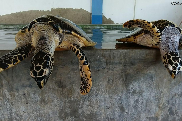 Sri Lanka : Día en Galle, río Madu y criadero de tortugas